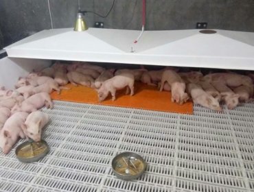 Heating Pigsty Mat