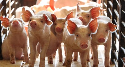 ow to save millions of energy annually in a pig farm through energy efficiency?
