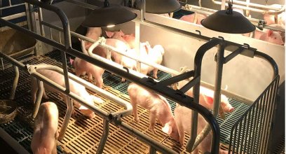Meeting the Welfare and Behavioral Needs of Pigs: Providing Appropriate Housing and Space for Pig Farm Owners