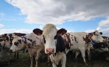 如何正确使用牛床橡胶垫板?
