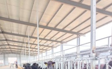rubber mat installation in a beef cattle farm