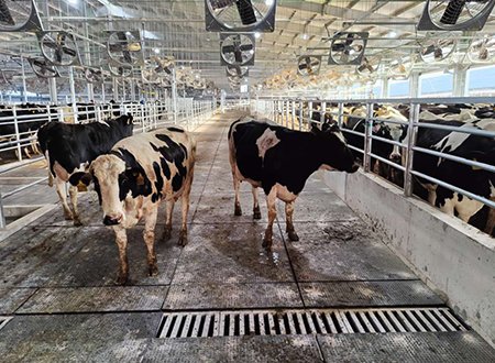 Prevention Measures for Cow Lameness: Rubber Anti-Slip Mats   