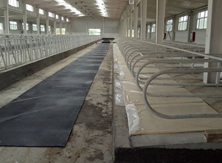 Recommendations for Cow Stall Bedding Management on Dairy Farms After Flood Disasters
