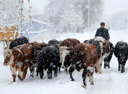 Coping Measures for Dairy Farms During Cold Wave Weather