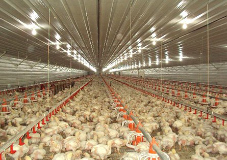 Proyecto de alimentación de pollos de engorde en España