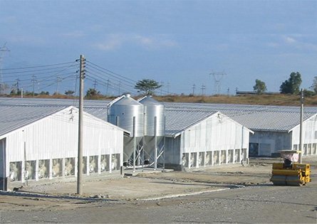 Proyecto de granja de pollos de engorde de Cebú en Filipinas