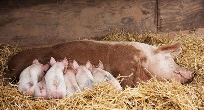 Legal requirements on animal welfare at pig farms