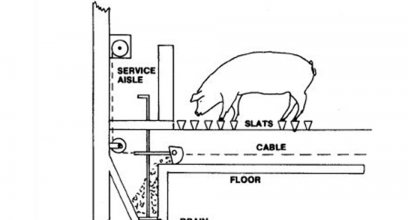 Optimize Pig Farming with High-Quality Pig Manure Scraper