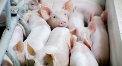Welsafe Farrowing Crate: Elevating Pig Welfare in Farrowing Management