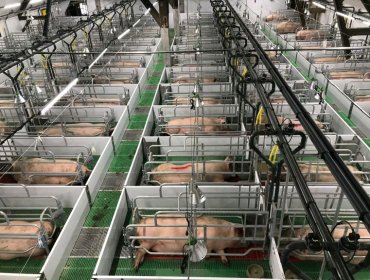 Pig Farm Liquid Feeding System