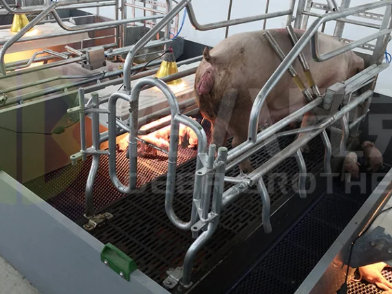 Lift Farrowing Crate1