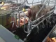 Lift Farrowing Crate1