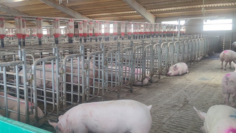 SEO Title: Discover the Rewards of Visiting Manolo Pig Farm in Spain
