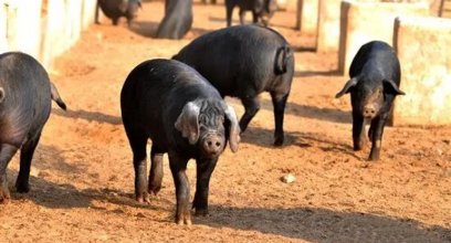 Licha Black Pig Brand Introduction