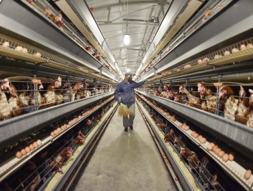 Breeder cage system