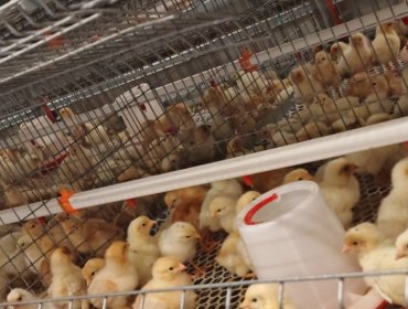 Poultry Rearing Cage