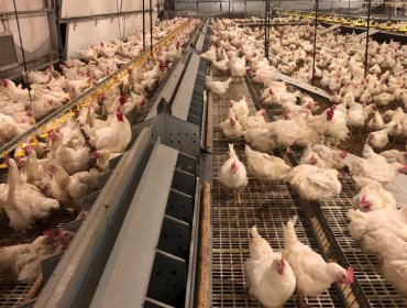 Meat ducks and breeding ducks floor-rearing system