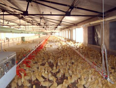 Broilers Floor-Rearing System