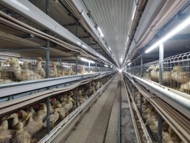 Breeder cage system