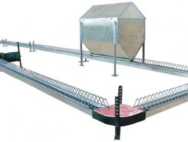 Chain feeding system for breeding hen