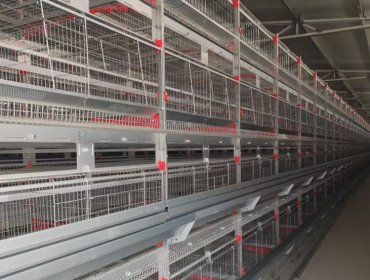 Layer Chicken Cage