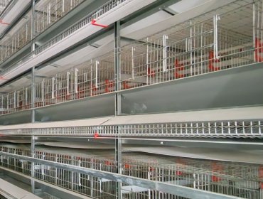 Layer duck cage