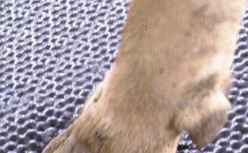 长沙畜牧展 2020