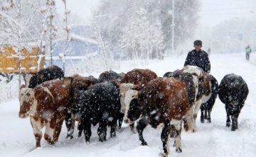 寒潮来袭，奶牛场稳产保供应对指南