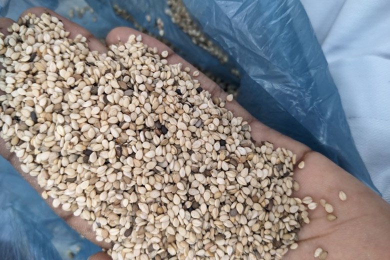 sesame seeds
