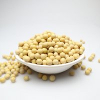 黄豆2