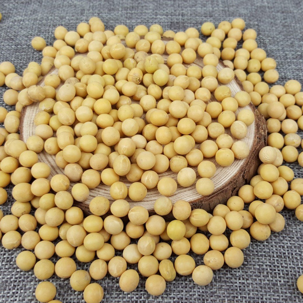 黄豆1