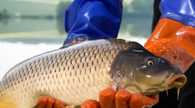 Enhance Safety & Performance with 65cm PVC Gloves: MJPD001 & MJPD002 by Qingdao Meiji