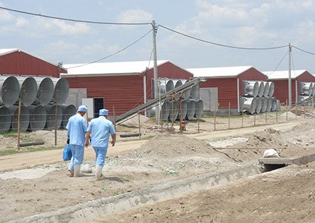 Malaysia Broiler Farm Project