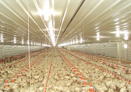 India Broiler Farm Project