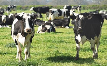 牛床敷物の比較テスト