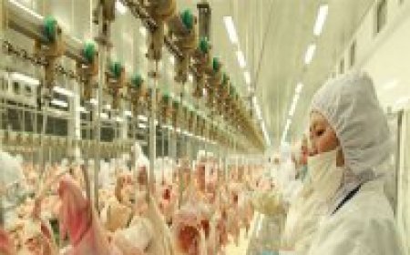 家禽屠宰：血液决定屠体质量