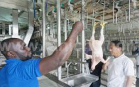 尼日利亚300BPH鸡屠宰线安装完毕