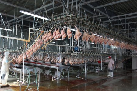 雷尼 10000BPH 鸡屠宰加工生产线