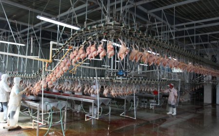 Raniche 家禽屠宰线主要步骤