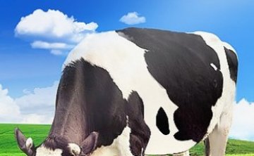 The 13th Dairy Conference of China